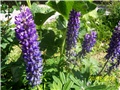 Lupinus